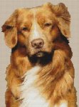 (image for) Shylo - Nova Scotia Duck Tolling Retriever